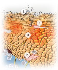 Il menù per il bambino di 9 mesi a dermatite atopic