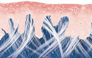 Immagine grafica della struttura della pelle giovane