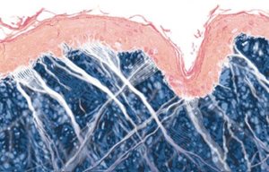 Immagine grafica della struttura della pelle matura