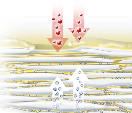 Illustrazione dei fattori di idratazione naturale che evaporano attraverso la pelle