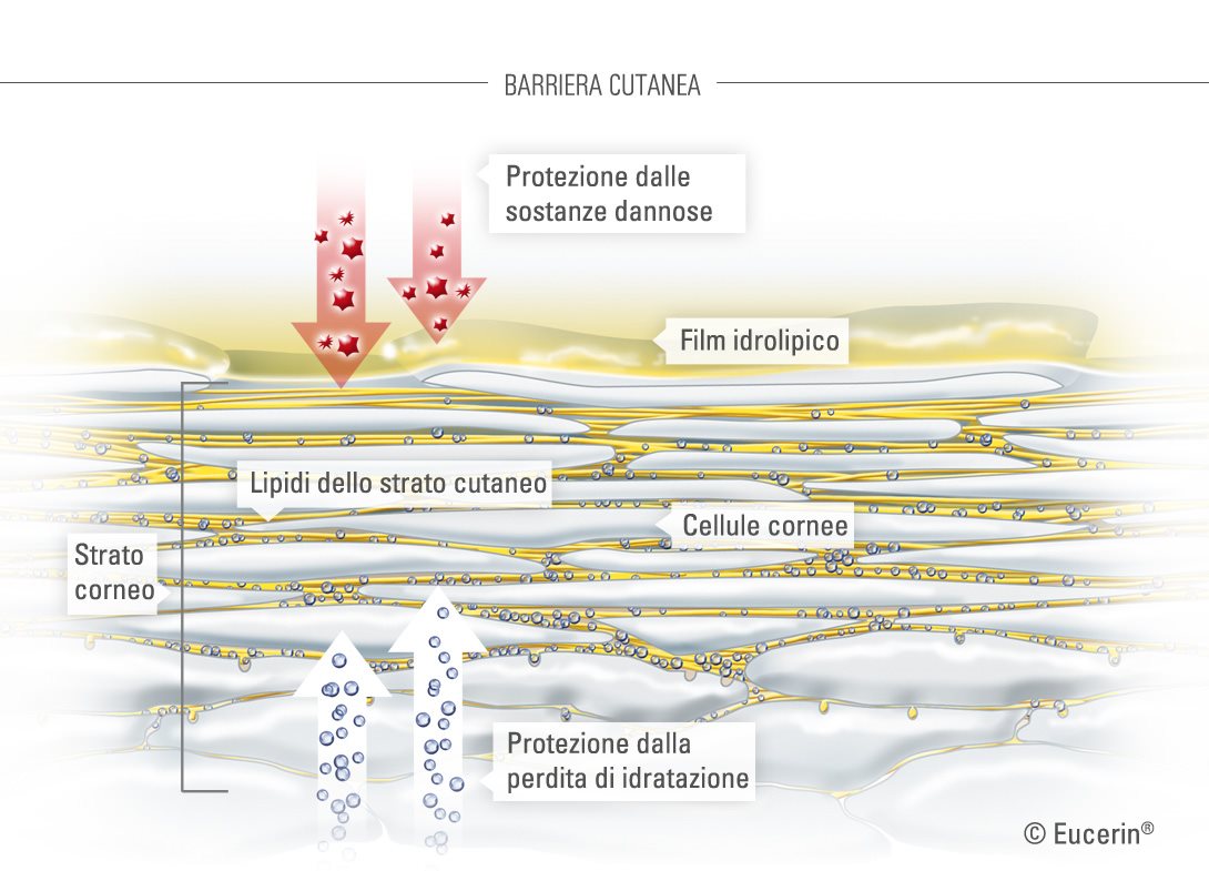 Illustrazione grafica della pelle e del suo strato corneo.